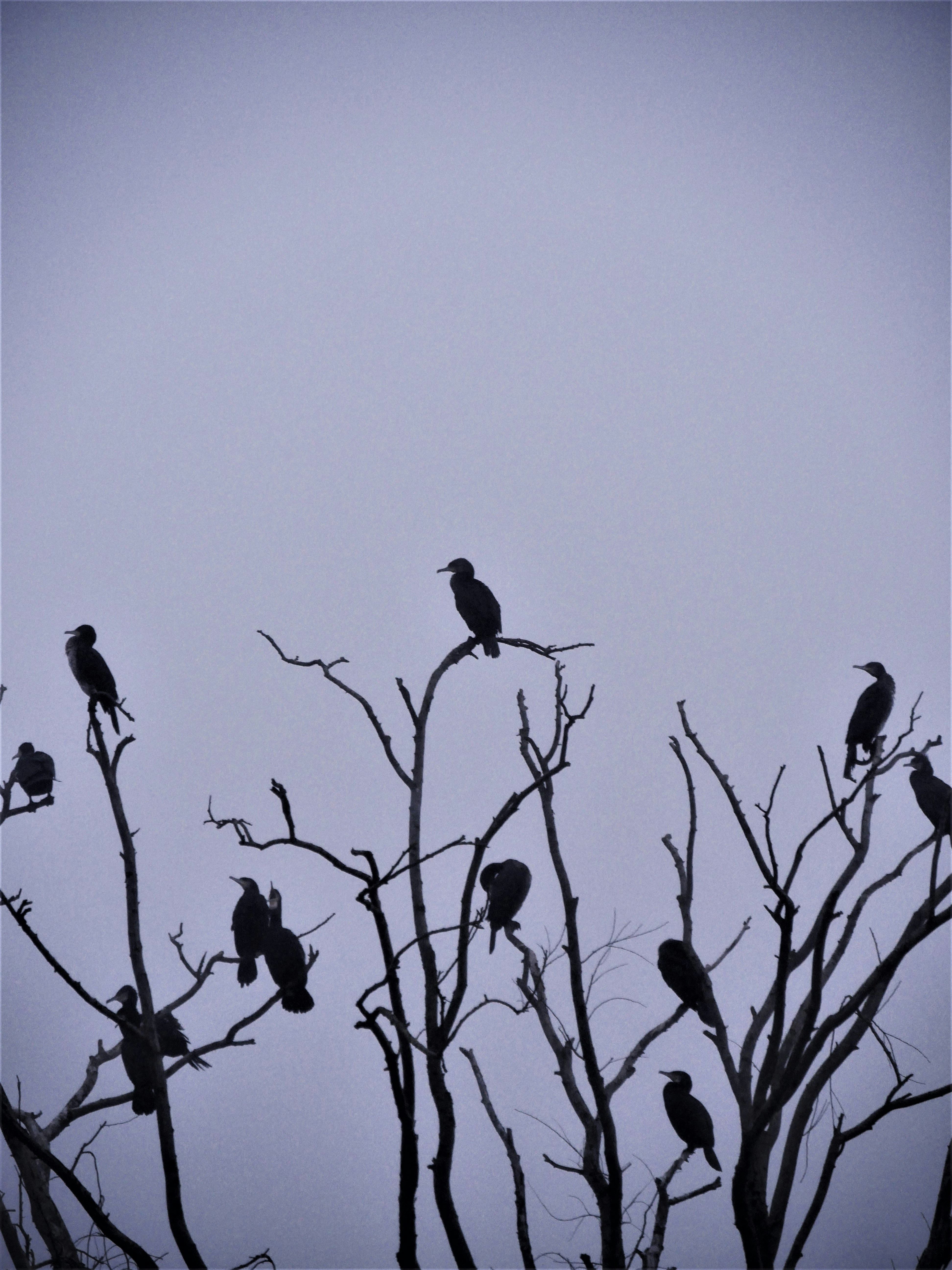 Photo by nimbus_vulpis