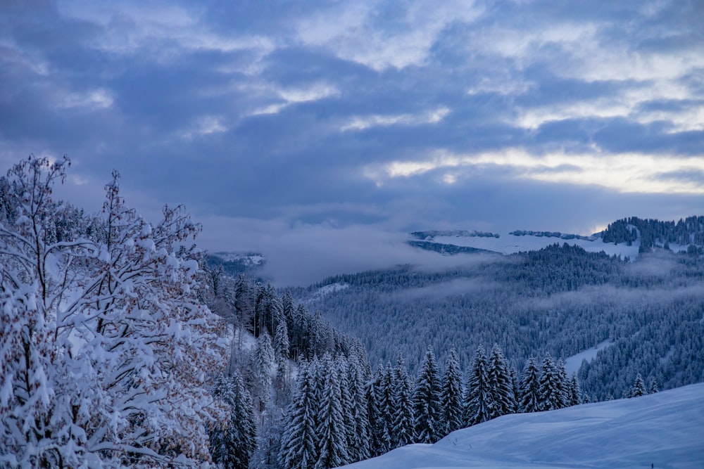 a view of a snowy mountain with trees in the foreground