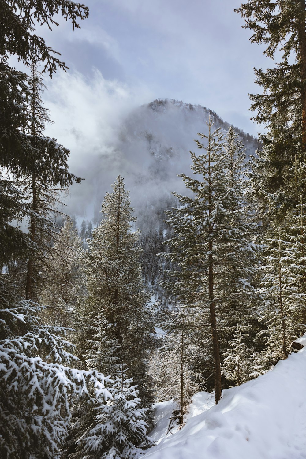 a snow covered forest with a mountain in the background
