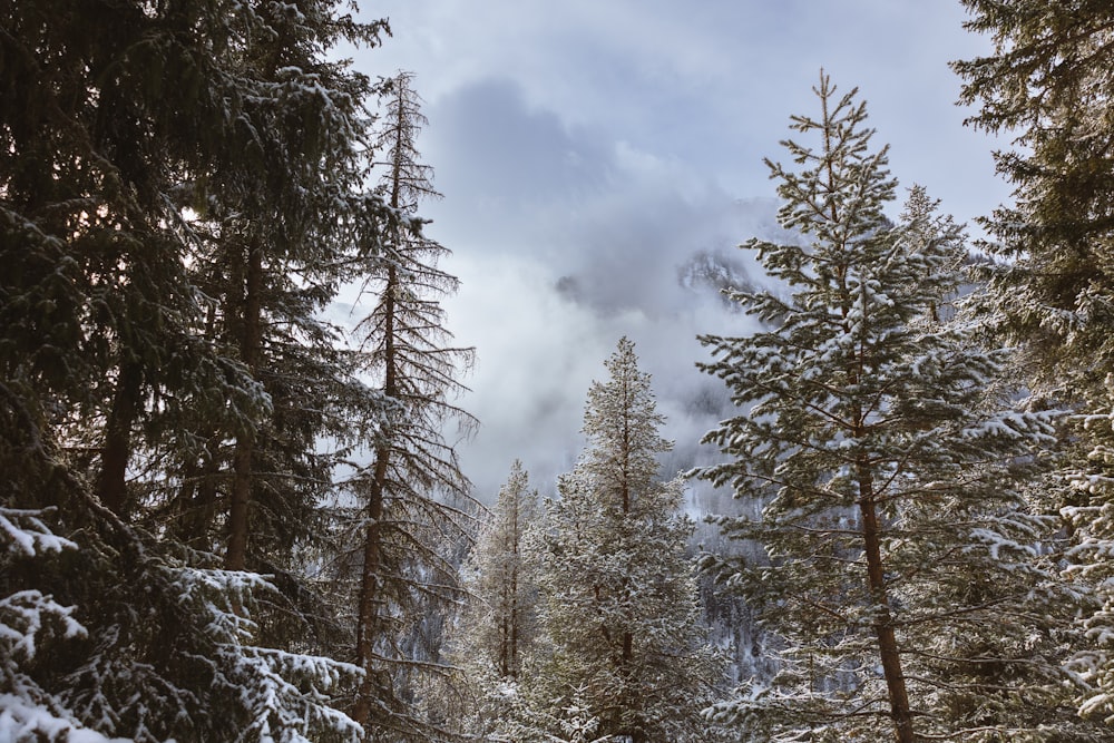 a forest filled with lots of snow covered trees