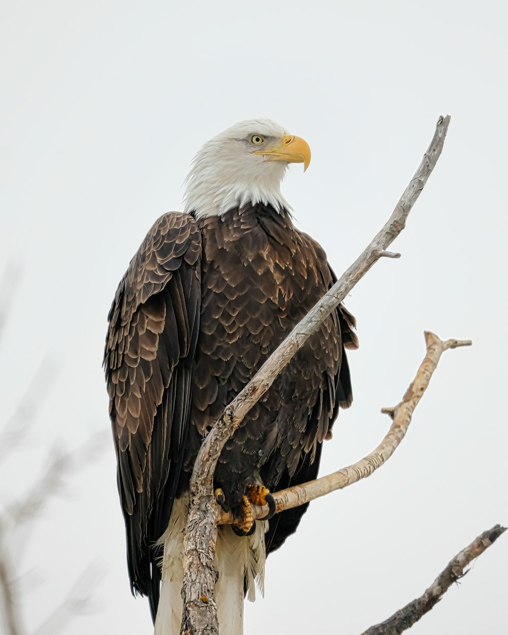 a bird sitting on a branch