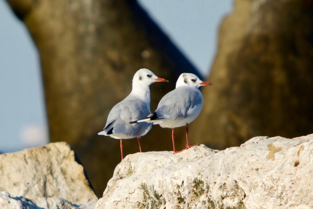 a couple of birds standing on top of a rock