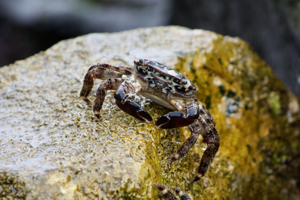 a crab sitting on top of a rock