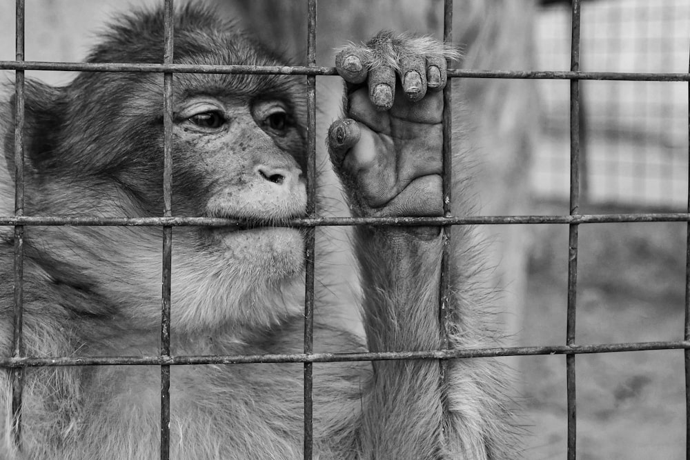 a monkey in a cage looking through the bars