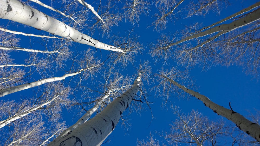 looking up at a group of tall white trees