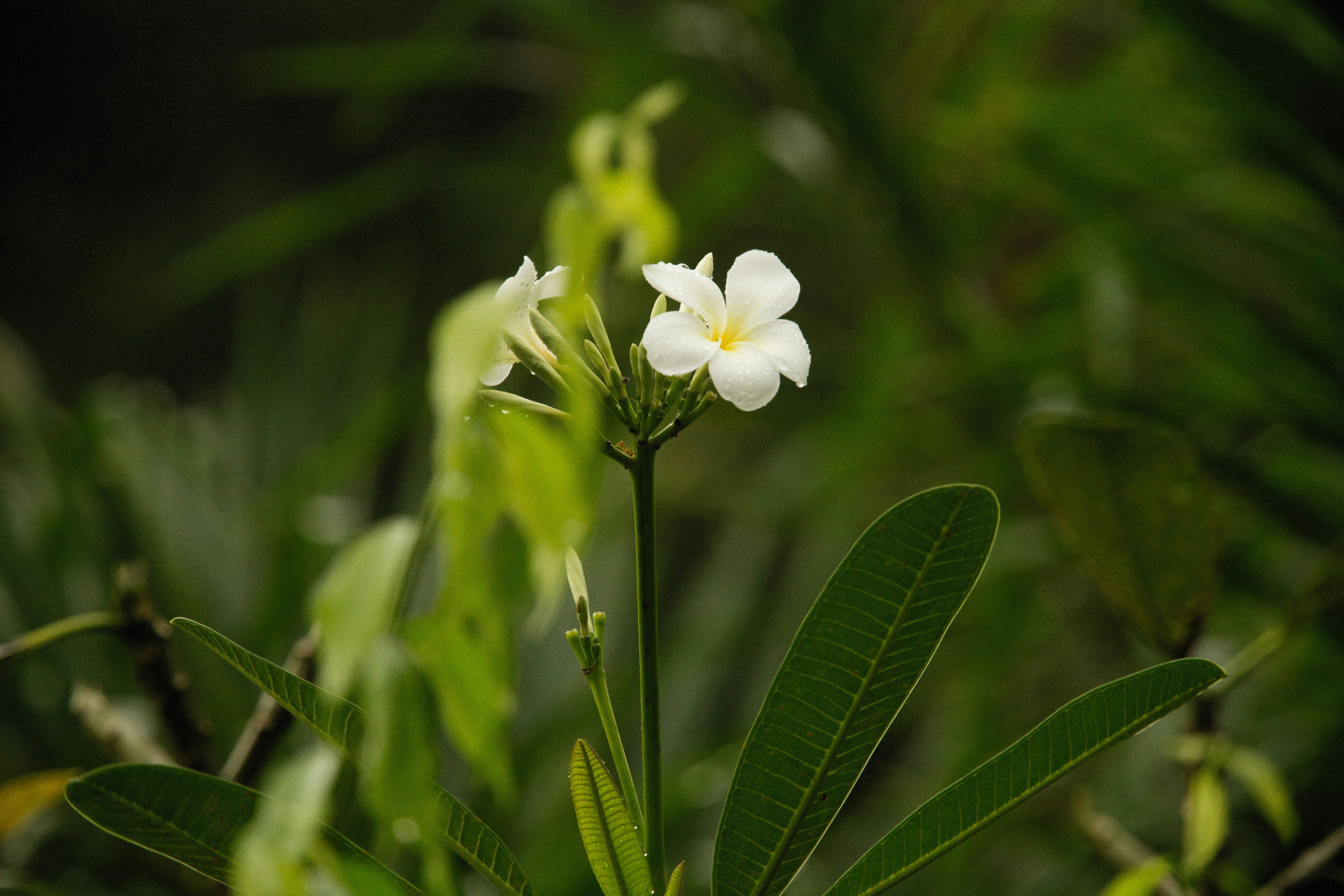 Small-Batch Indica ⁢THCA ⁢Flower: ‍Relaxation Strain reviews