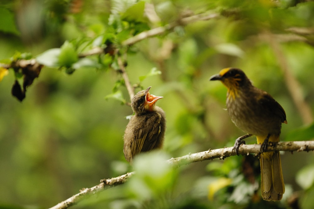 a couple of birds sitting on top of a tree branch