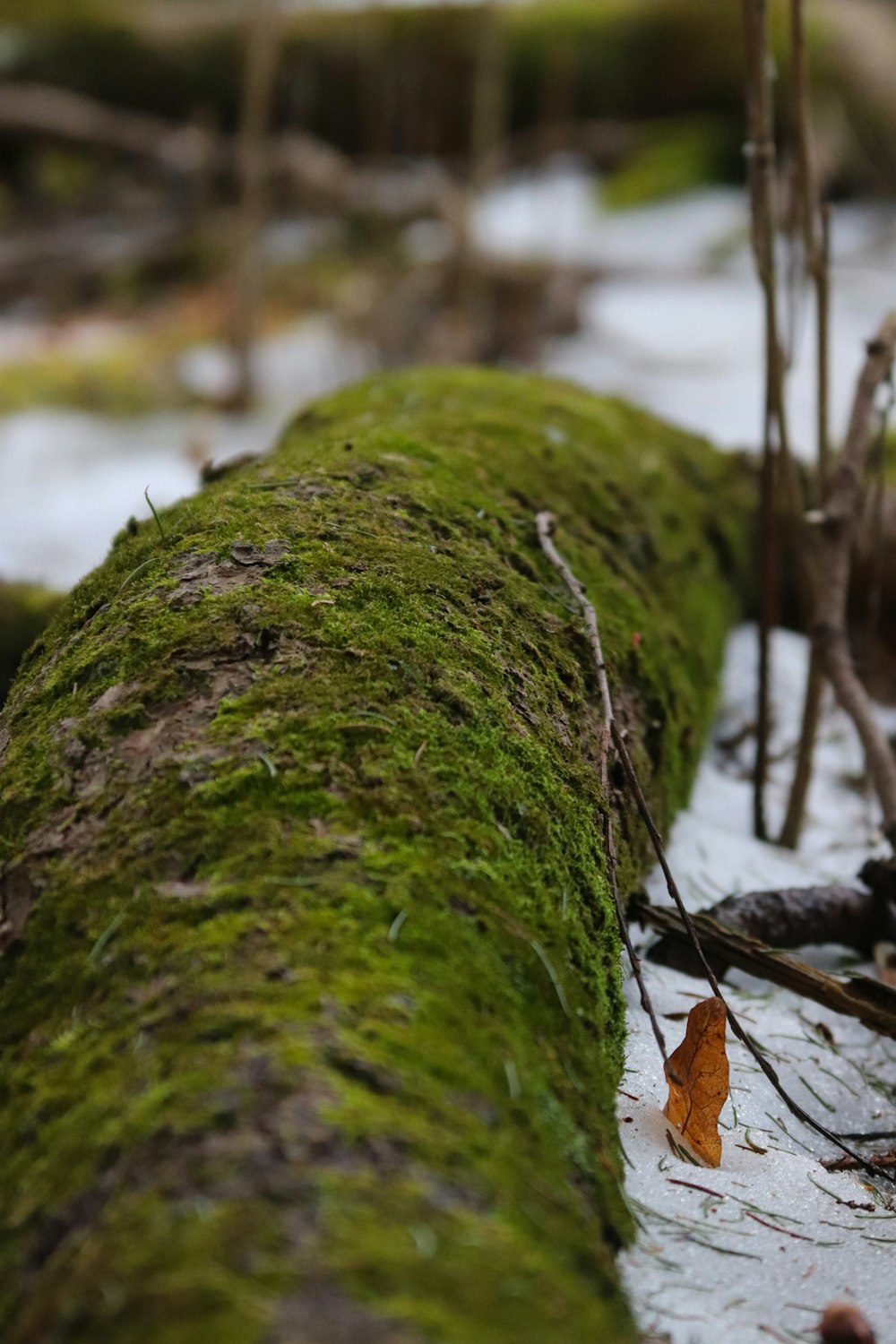 a moss covered log laying in the snow