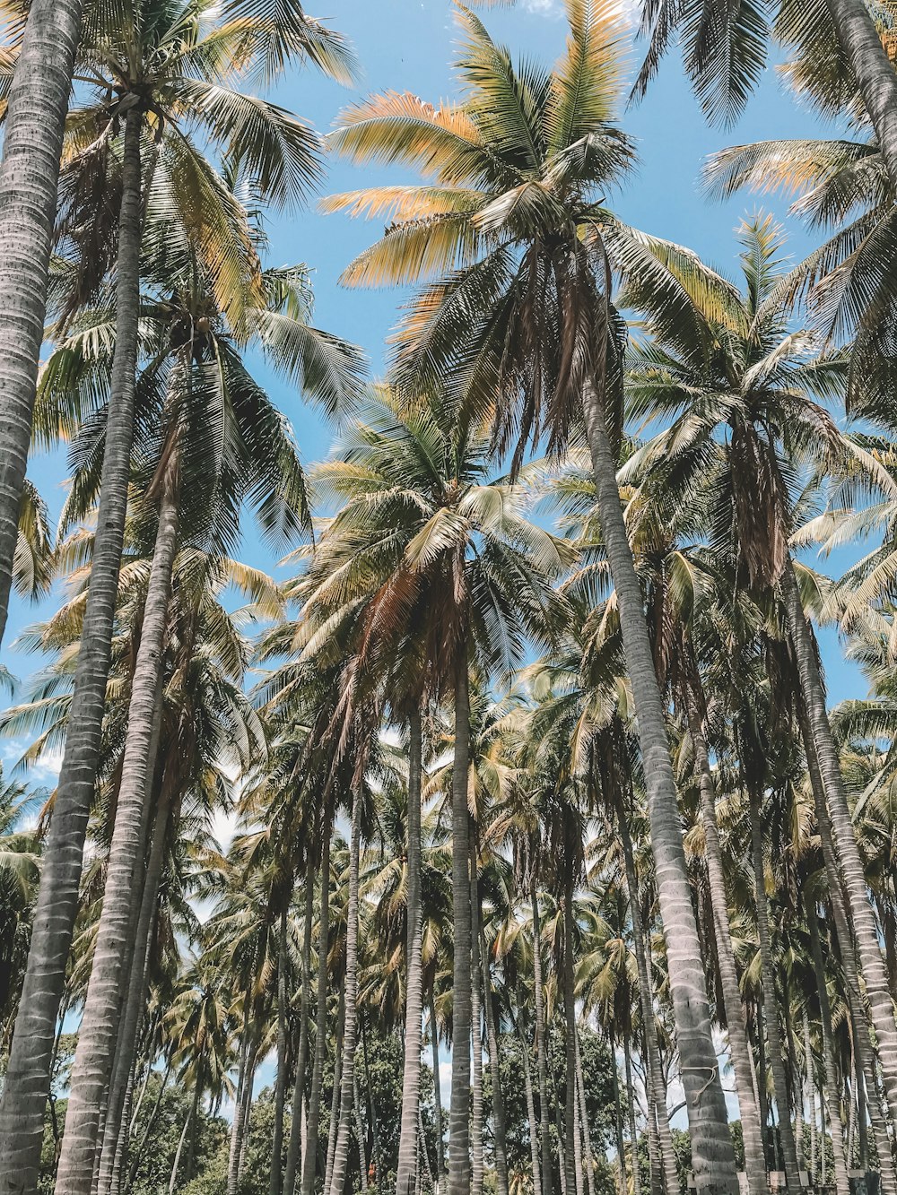 a bunch of palm trees with a blue sky in the background