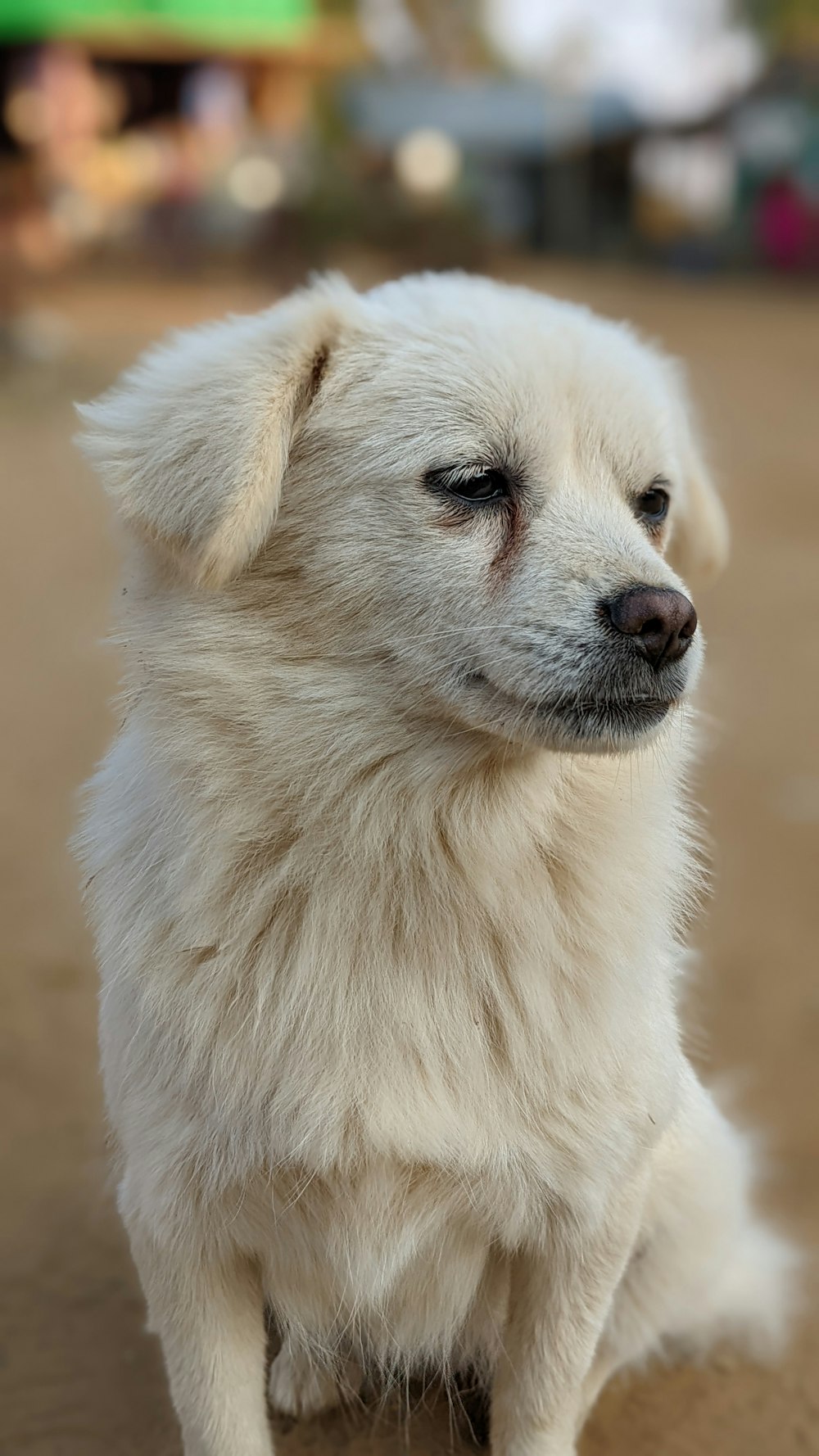 um cão branco com um olhar triste em seu rosto