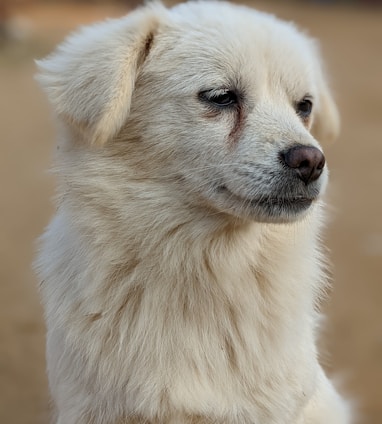 a white dog with a sad look on its face
