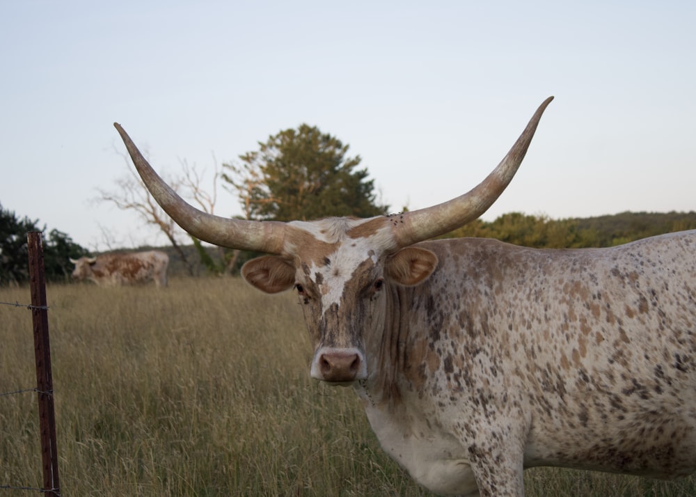 a cow with large horns standing in a field