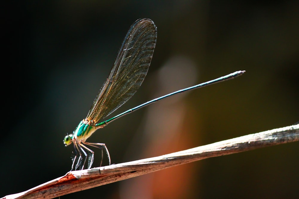 a green dragonfly sitting on top of a piece of wood