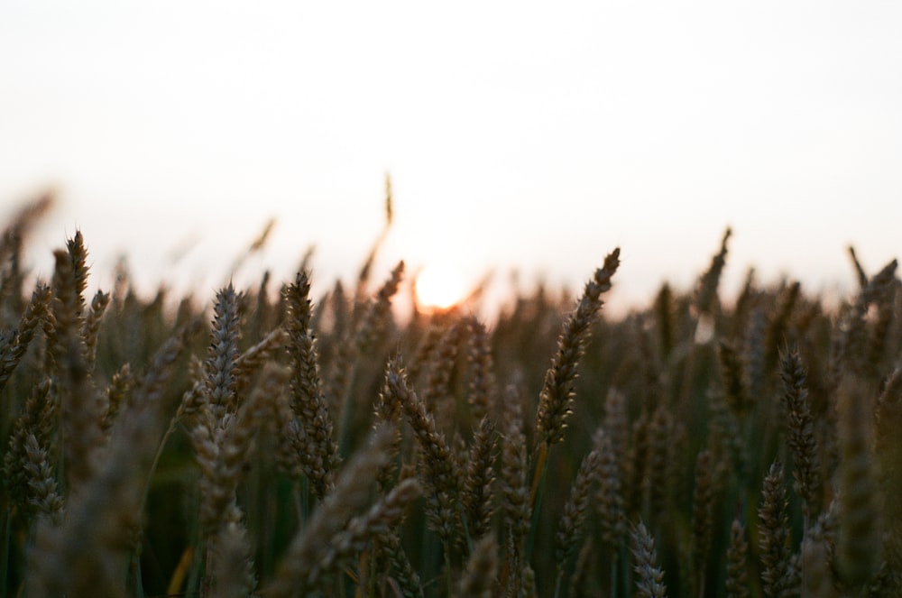 a field of tall grass with the sun setting in the background