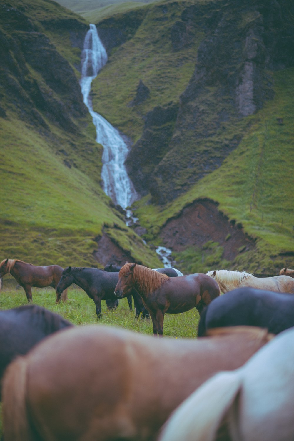 um rebanho de cavalos em pé no topo de uma encosta verde exuberante