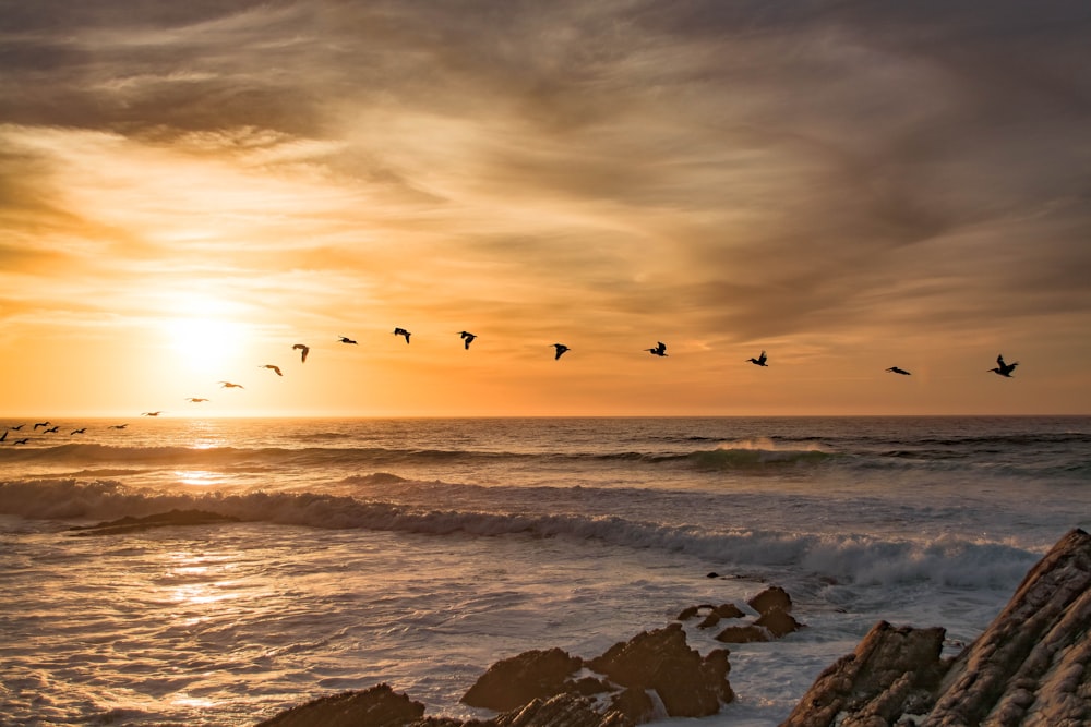 a flock of birds flying over the ocean at sunset