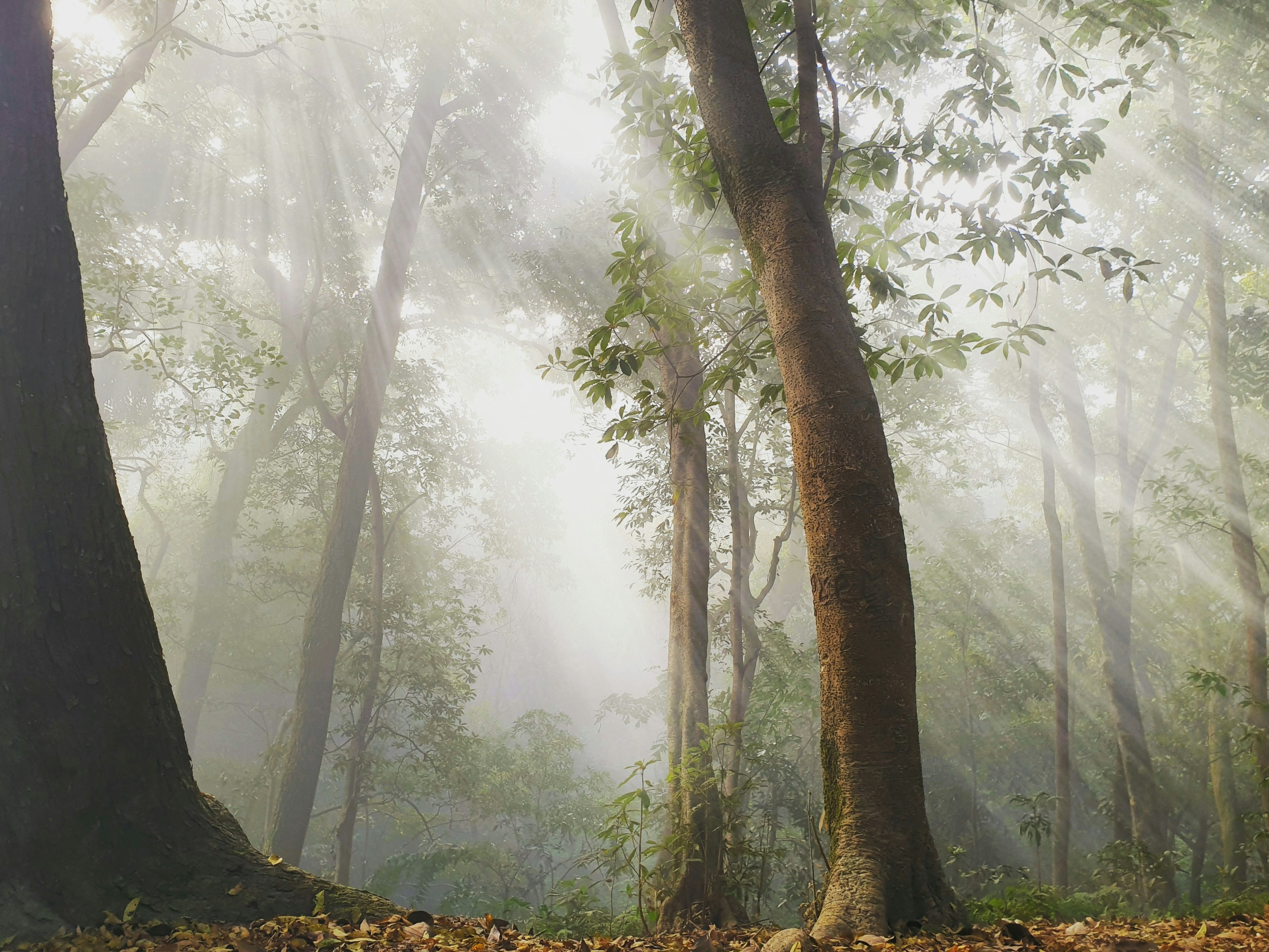 Eerie forest with fog