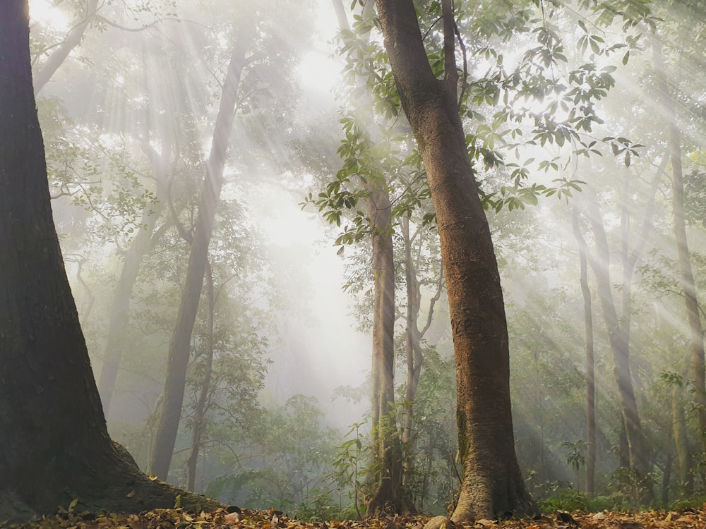 a forest filled with lots of trees and leaves