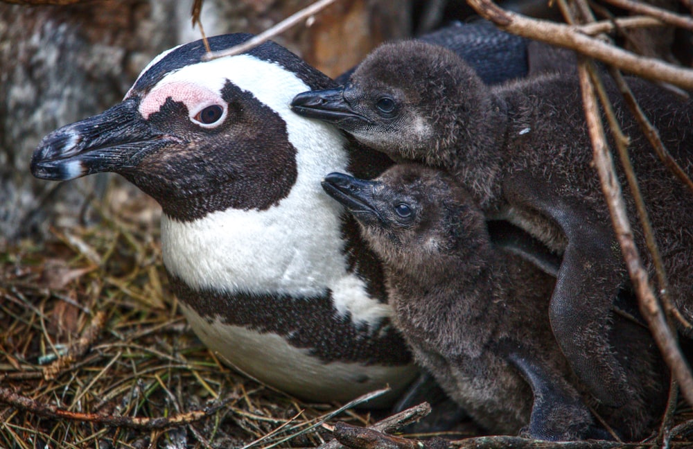 a mother penguin with her two babies in a nest