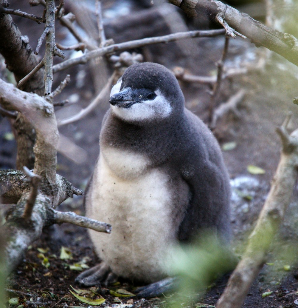 a penguin sitting on the ground next to a tree