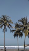 Palm trees swaying gently along the white sands of Cancún.
