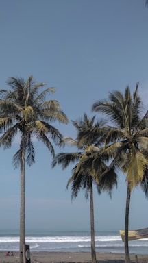 Sunlit Florida coastline with palm trees swaying gently in the breeze.