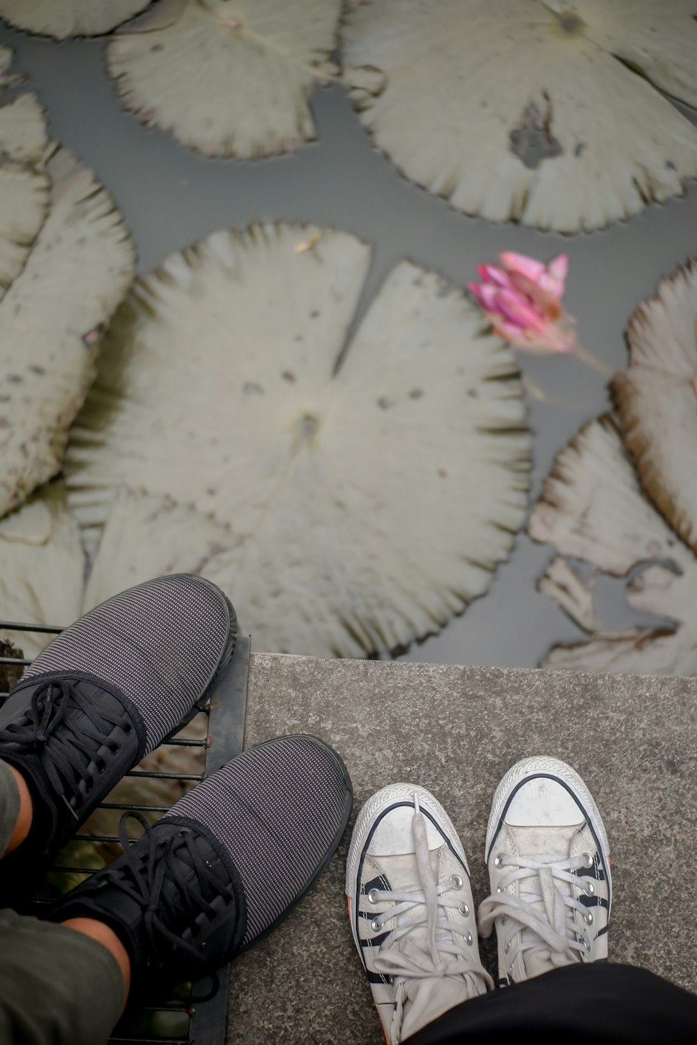 a pair of shoes sitting on a ledge in front of lily pads