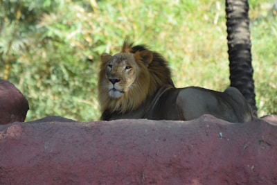 A lion rests on a pinkish rock formation, surrounded by lush green vegetation. The lion's mane is full and flowing, and it gazes calmly forward with a regal demeanor. The background features vibrant greenery with a blend of leaves and grass.
