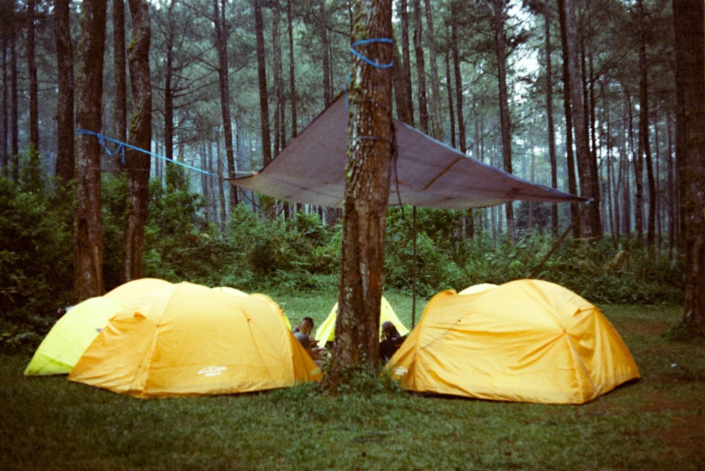 a couple of tents sitting in the middle of a forest