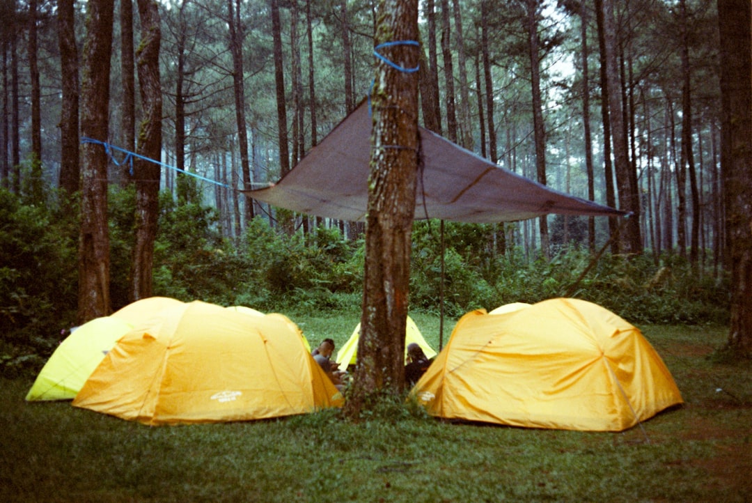 a couple of tents sitting in the middle of a forest, camping
