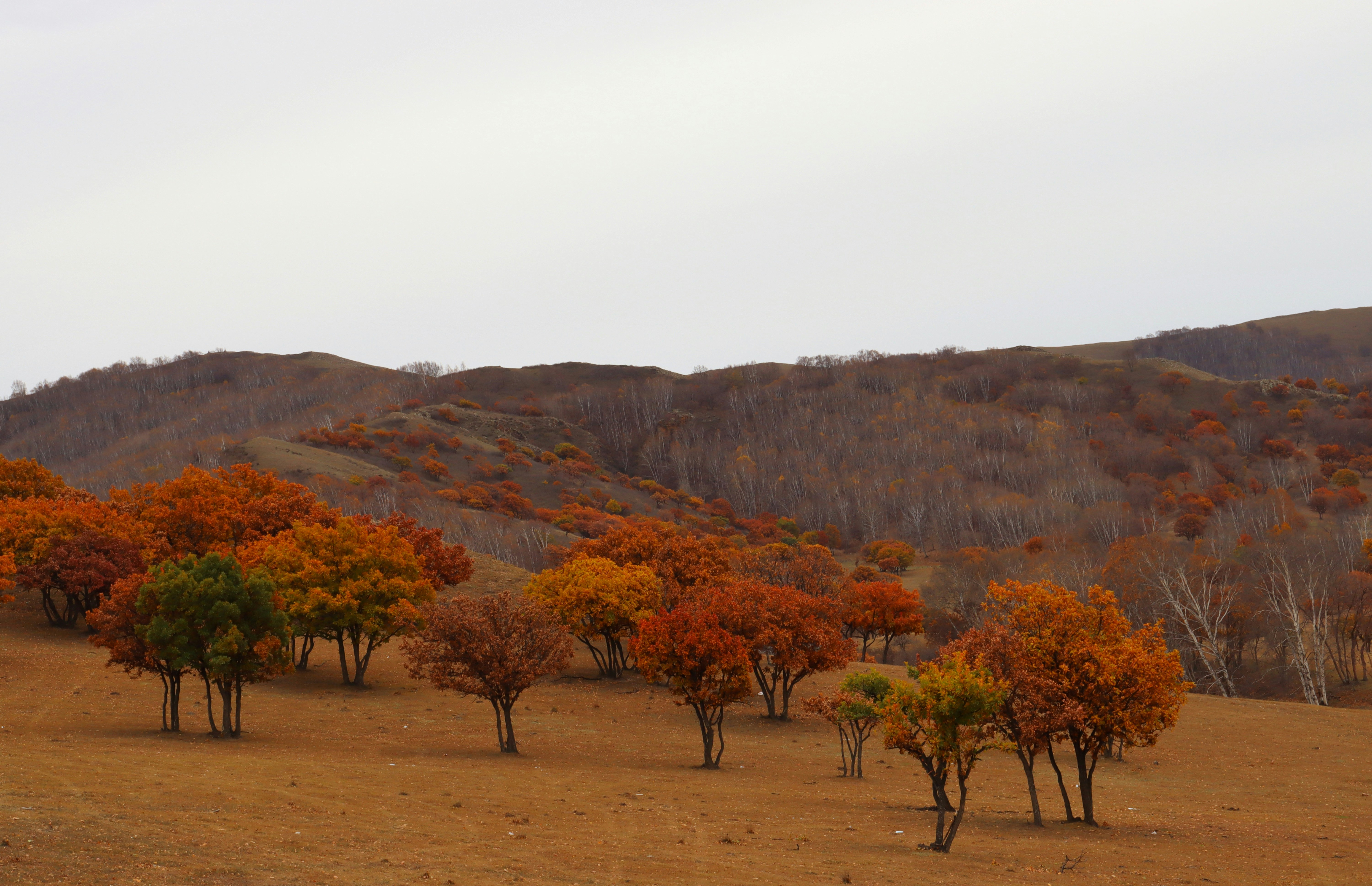Photo by aitemulan