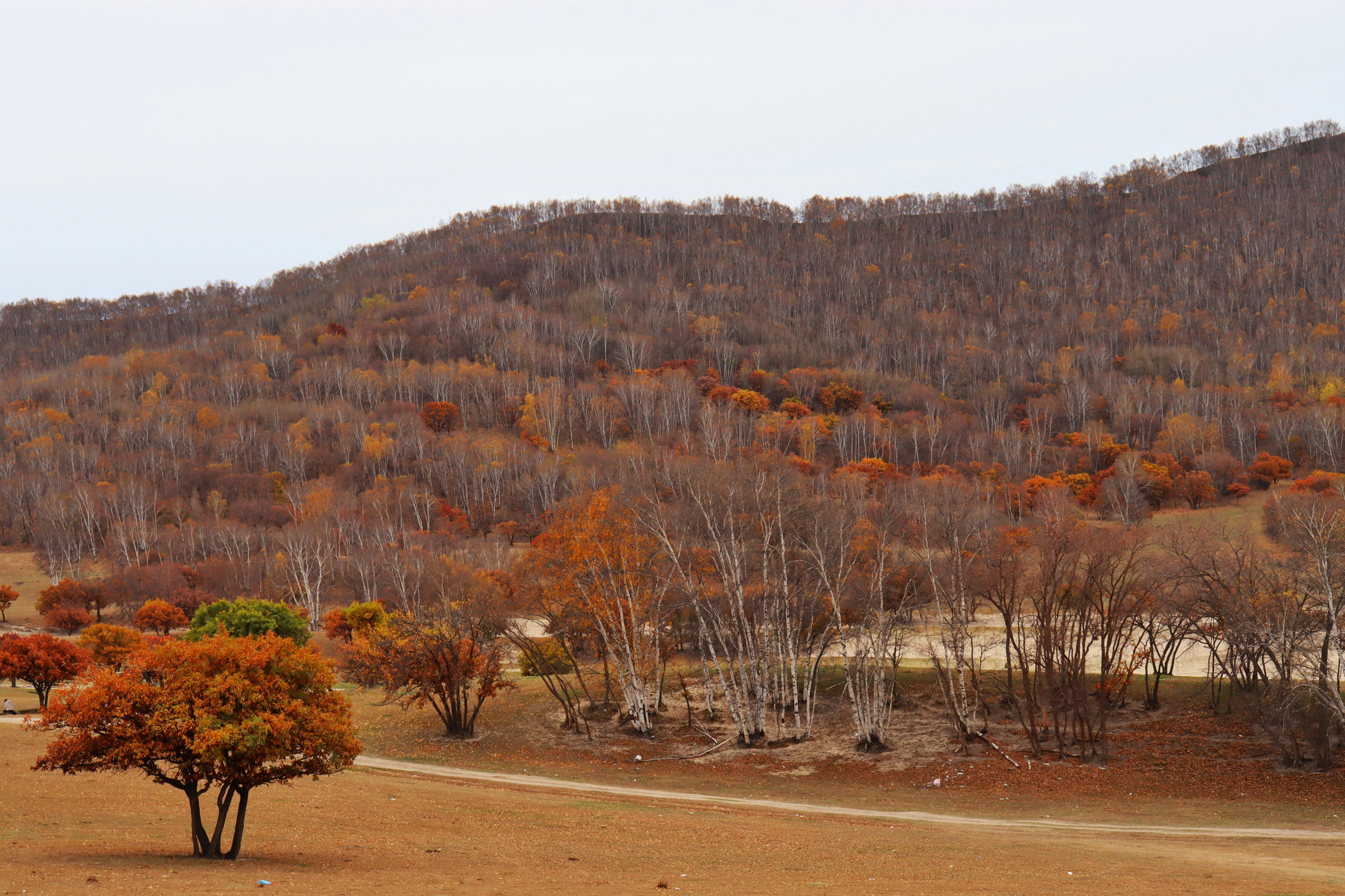 나주 영산강변 둑길에 원인불명 화재 발생...강풍으로 확산 우려
