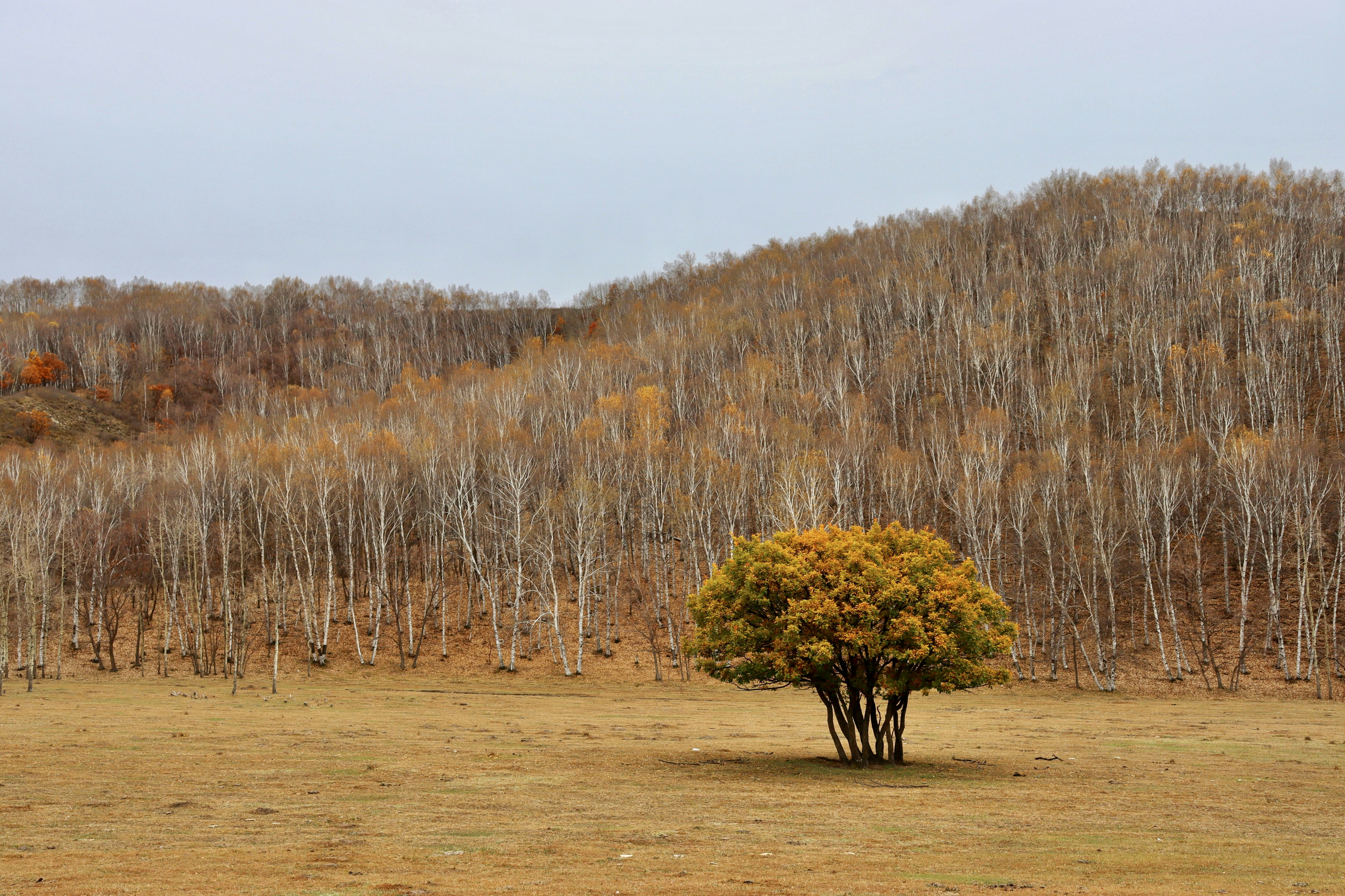 Photo by aitemulan