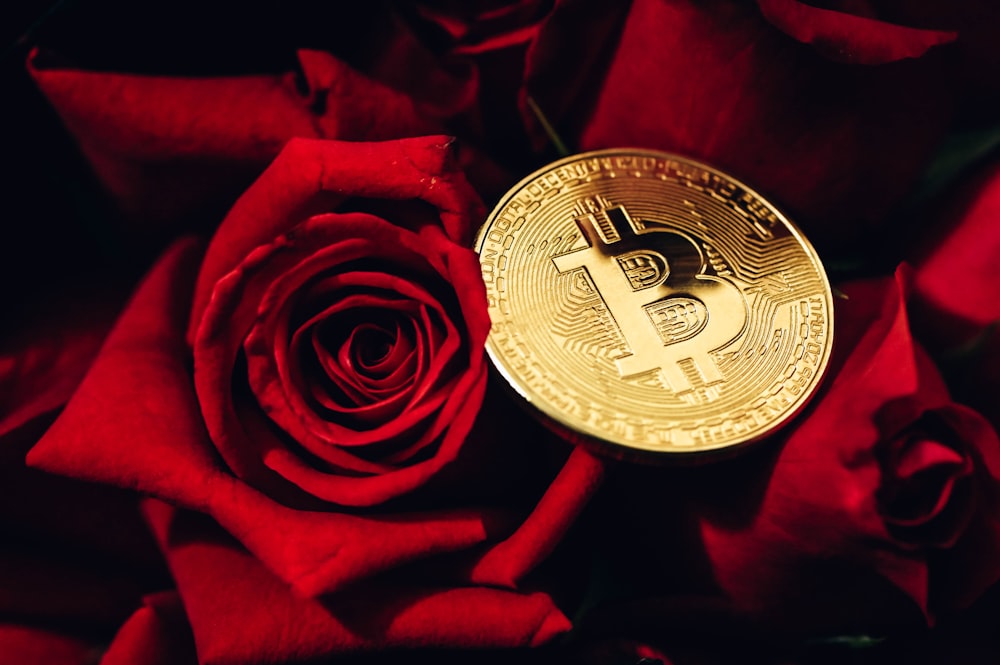 a bitcoin sitting on top of a red rose