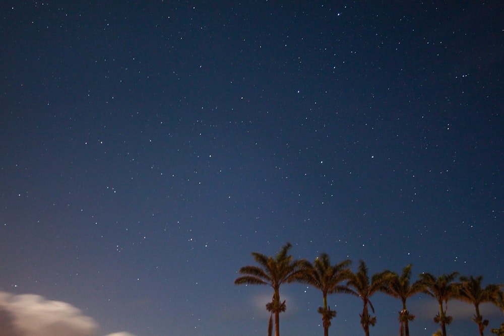 the night sky with stars and palm trees