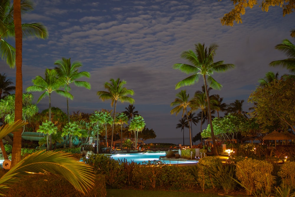 a pool surrounded by palm trees at night