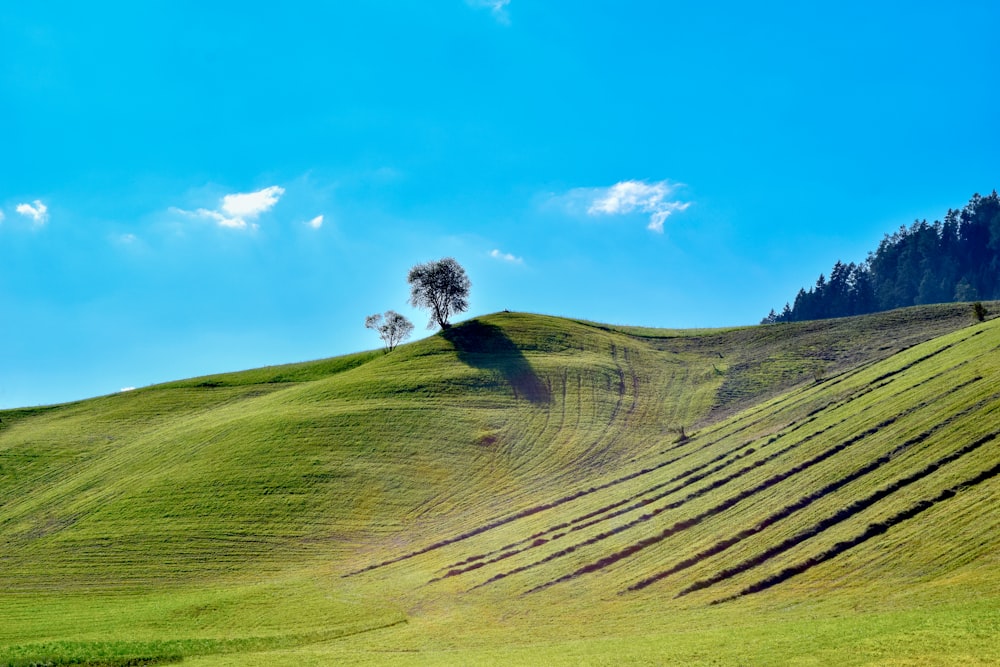 a lone tree sitting on top of a green hill
