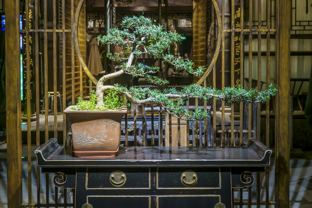 Ein Bonsai sitzt auf einem Holztisch