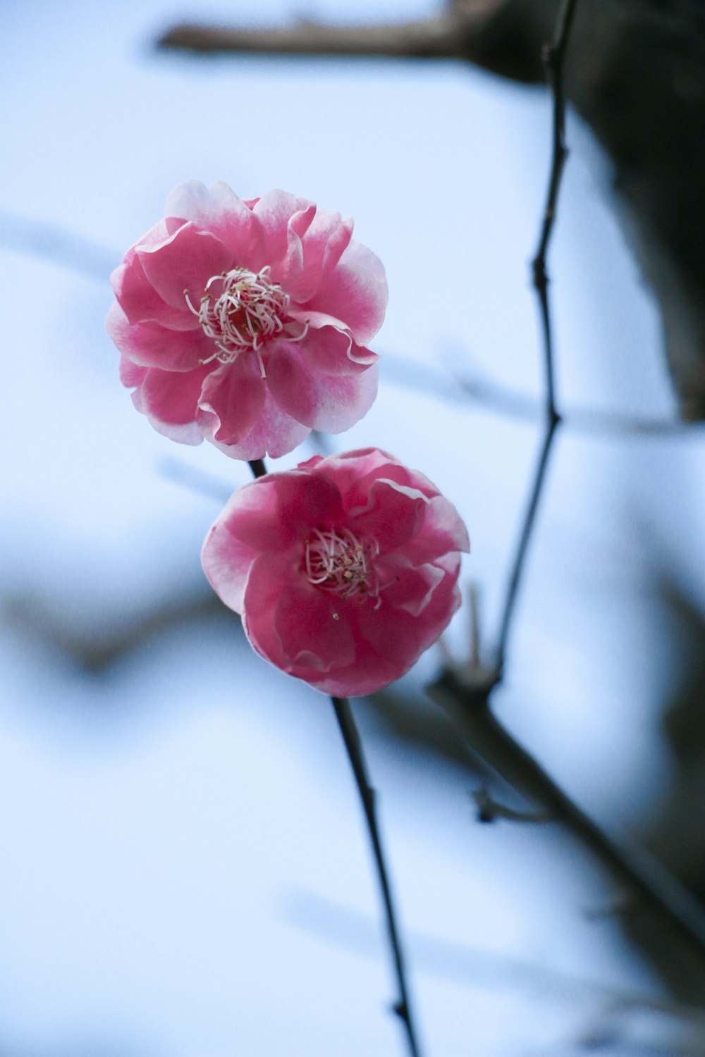 a couple of pink flowers sitting on top of a tree
