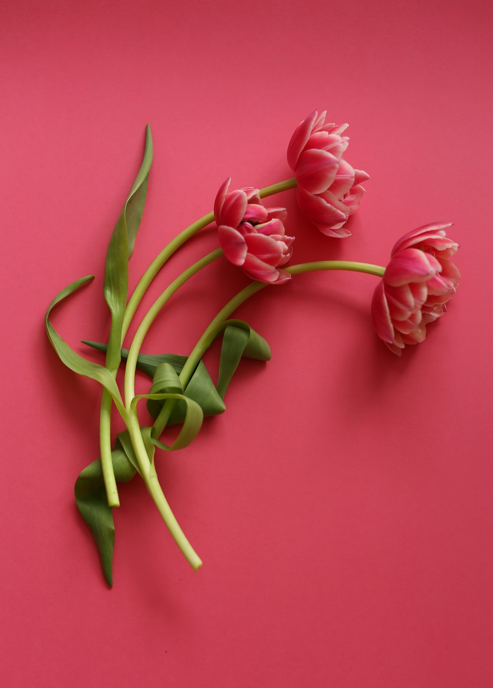three pink tulips on a pink background