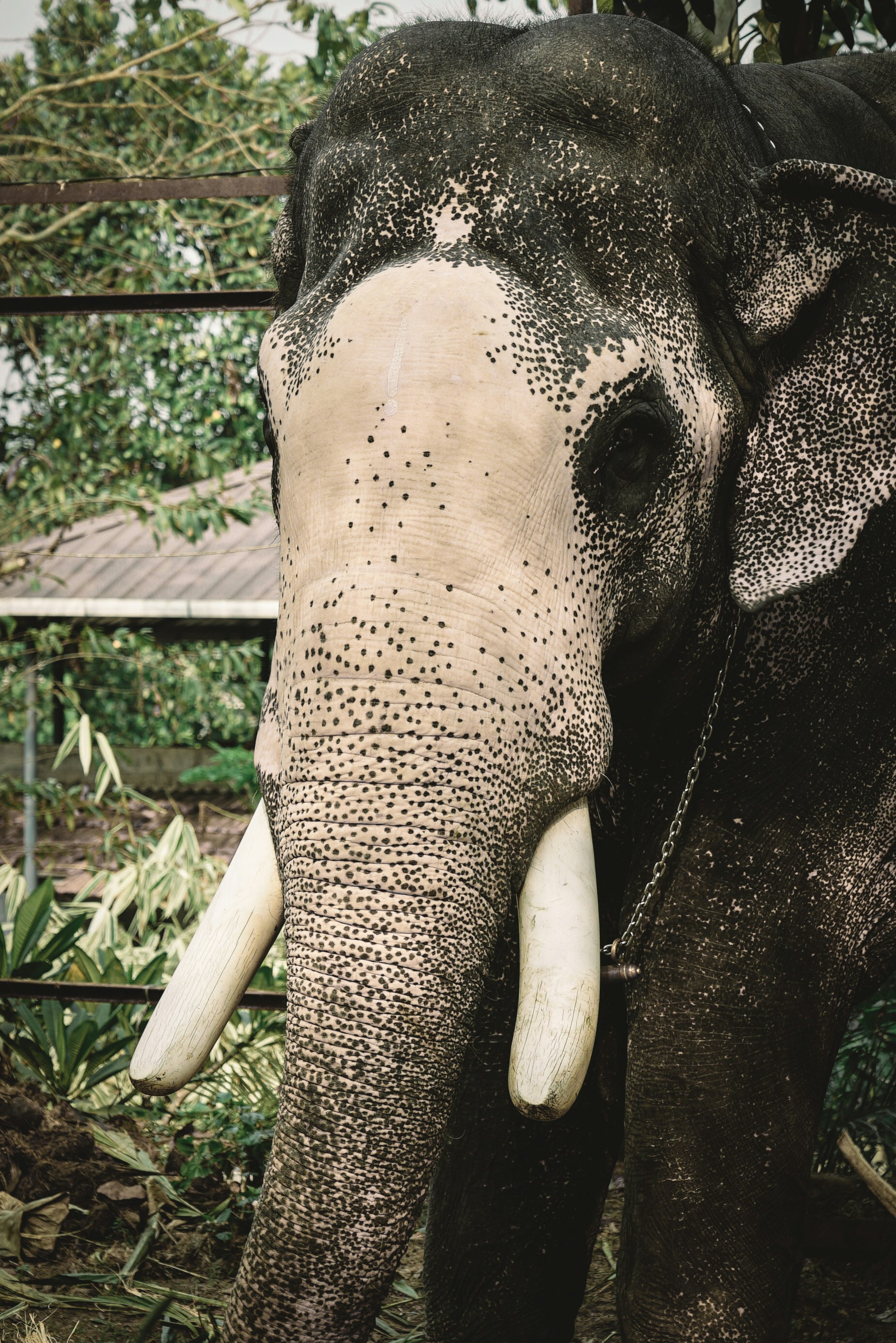 a close up of an elephant with tusks
