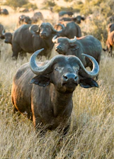 a herd of buffalo standing on top of a dry grass field
