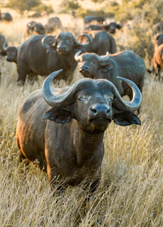 A group of smiling farmers standing proudly beside their healthy buffaloes