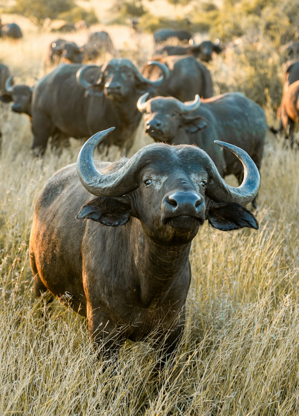 um rebanho de búfalos em pé em cima de um campo de grama seca