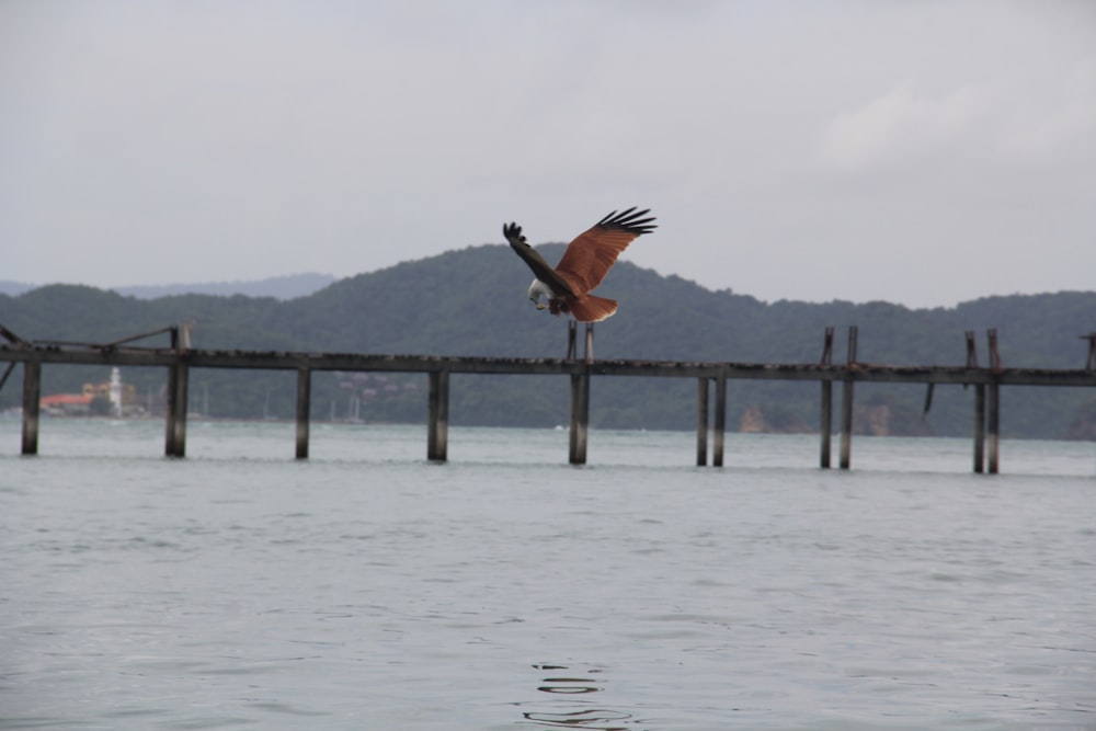 a large bird flying over a body of water