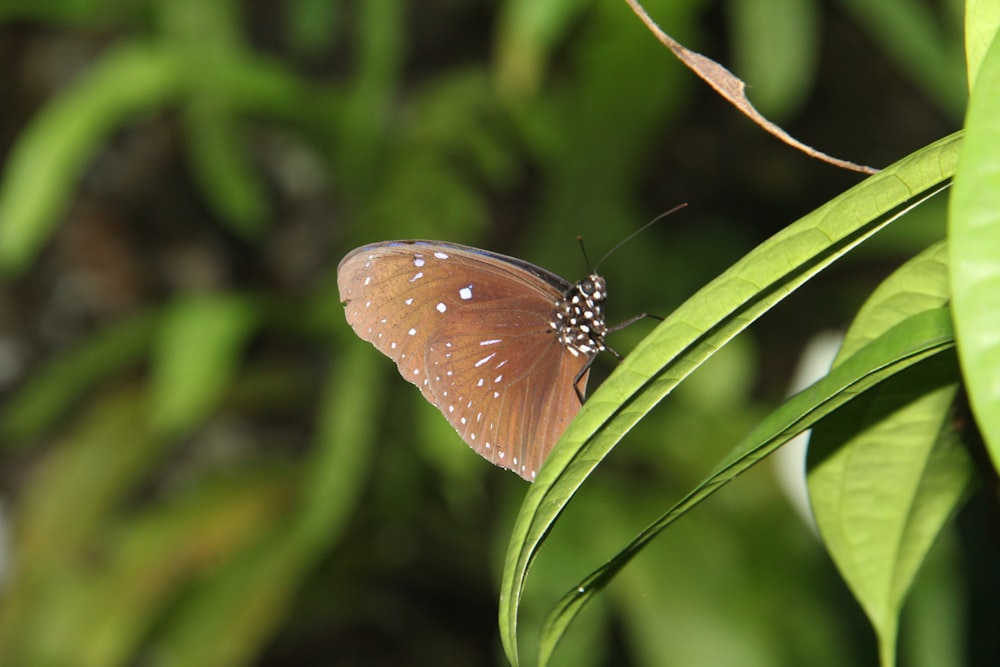 a brown butterfly sitting on a green leaf