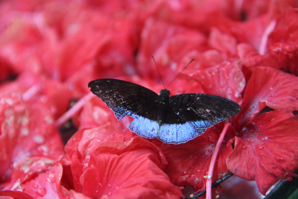 a blue and black butterfly sitting on some red flowers