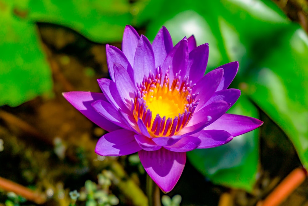 a purple flower with a yellow center surrounded by green leaves