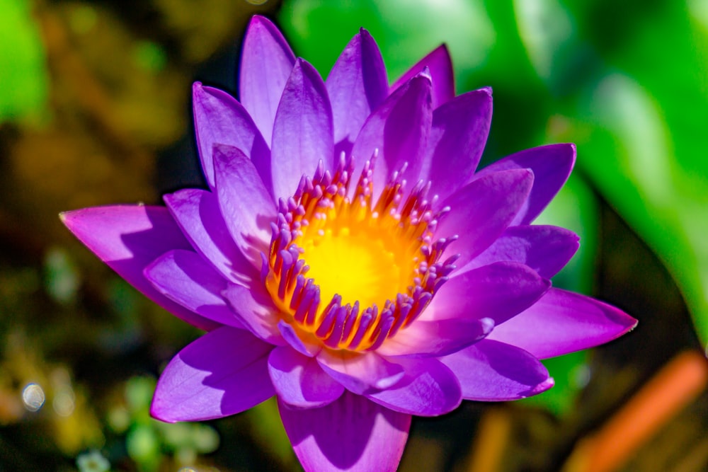 a purple flower with a yellow center in a pond