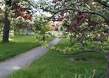 A serene garden path lined with green shrubs and blooming pink flowers.